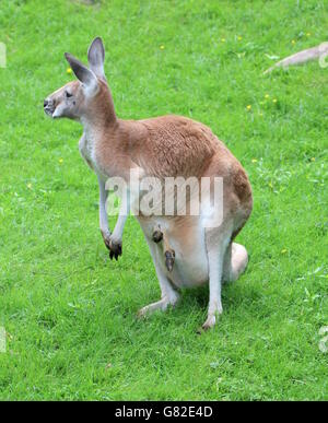 Weiblichen Australian Red Känguru (Macropus Rufus) - Füße von ihr Joey ragte aus dem Beutel Stockfoto