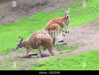 Zwei Reifen australischen roten Kängurus (Macropus Rufus), ein Männchen und ein Weibchen (Füße von ihr Joey ragte aus dem Beutel) Stockfoto
