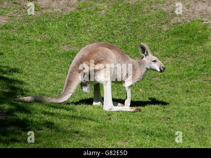 Unreife männliche Australian Red Känguruh (Macropus Rufus) Stockfoto