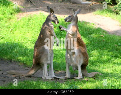 Box-männliche australische roten Kängurus (Macropus Rufus) Stockfoto