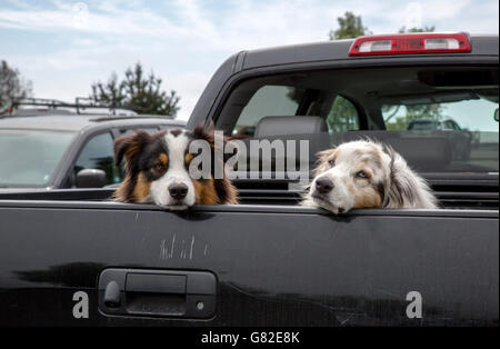 Zwei Hunde auf der Rückseite ein Pick up Truck. Fort Bragg, Kalifornien Stockfoto