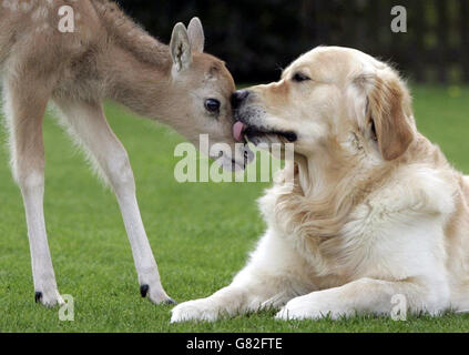 KIPPER The Golden Retriever mit Mi-Lu das Pere David Hirschfawn, das er adoptiert hat, im Knowsley Safari Park. Das von seiner Mutter abgelehnte Hirsch wurde von einem Paar Hunde adoptiert. Das Pere David Deer war einer der Zwillinge, die im Knowsley Safari Park in Merseyside geboren wurden. Als erster Zwilling gilt Pere David Hirsche das in Gefangenschaft geborene Baby Mi-Lu wurde von seiner Mutter abgelehnt, möglicherweise weil sie nur einen erwartet hatte. Das Personal im Safaripark hatte keine andere Wahl, als das Rehkitz, das nur ein paar Wochen alt ist, zu übergeben. Sie waren erstaunt, als die Hunde des Parks Geoffrey und Kipper, ein lurcher und ein Golden Stockfoto