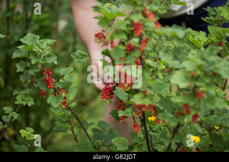 Mann, die rote Johannisbeeren vom Baum pflücken Stockfoto