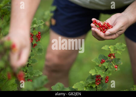 Mann, die rote Johannisbeeren vom Baum pflücken Stockfoto