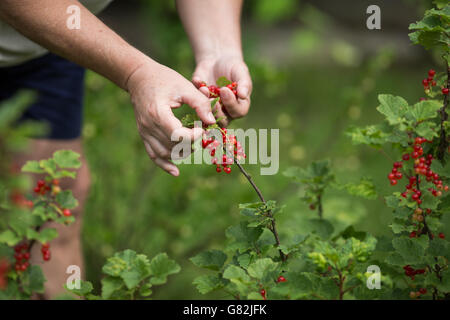 Mann, die rote Johannisbeeren vom Baum pflücken Stockfoto