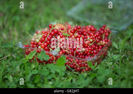 Johannisbeeren in Plastikschüssel in den Rasen Stockfoto