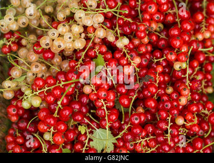 Rote und weiße Johannisbeeren Stockfoto