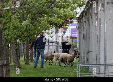 Schafe werden in ihre Fülle gehaucht, als Vieh vor der Royal Highland Show in Ingleston, Edinburgh ankommt. Stockfoto