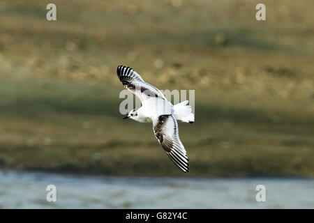 Kleine Möwe (Larus Minutus) - während des Fluges im 1. Winterkleid Stockfoto