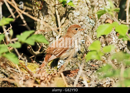 Nachtigall (Luscinia megarhynchos). Aka gemeinsame Nachtigall. Das Singen von Baum. Stockfoto