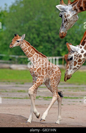 Sanyu, ein fünf Tage altes Baby Rothschild Giraffe, macht seine ersten Schritte draußen im Chester Zoo. Stockfoto