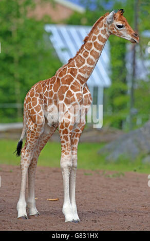 Baby Giraffe im Chester Zoo geboren. Sanyu, eine fünf Tage alte Rothschild-Giraffe, macht ihre ersten Schritte im Chester Zoo. Stockfoto