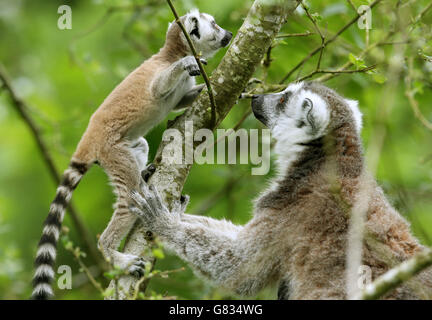 Mutter Beru mit ihrem sechs Wochen alten Ringelschwanzlemur Tahry, als sie ihre ersten Schritte in ihrem Gehege im Blair Drummond Safari Park, Stirling, unternimmt. Stockfoto