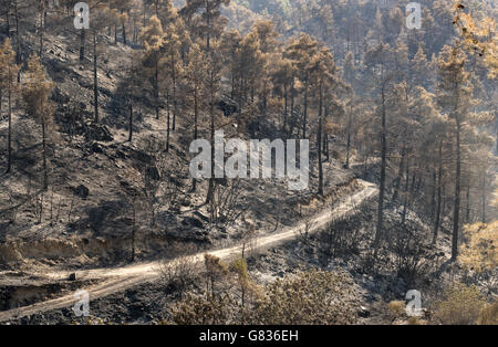 Wald und Bäume nach einem großen Wald Feuer im Troodos-Gebirge auf Zypern eine große Umweltschäden geschaffen. Stockfoto