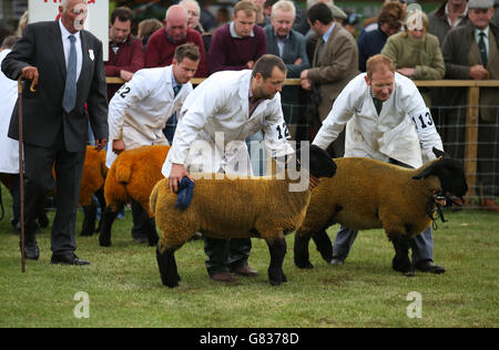 Suffolk Schafe während der Beurteilung bei der 175. Royal Highland Show im Ingleston in Edinburgh. Stockfoto