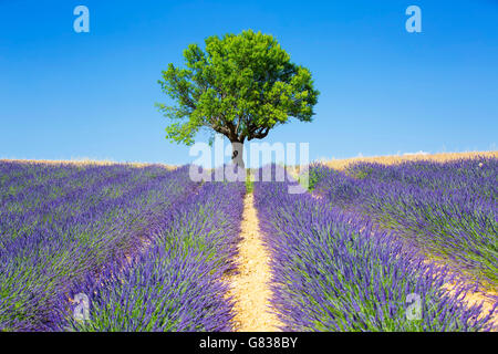 Lavendelfelder mit Baum, französische Provence Stockfoto