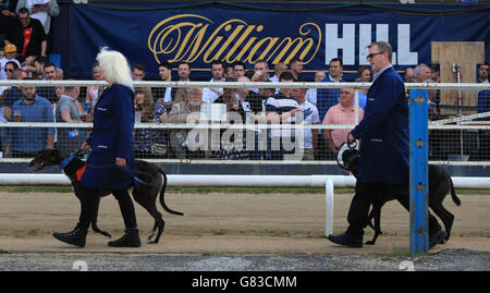 Windhunde werden während der Strecke im Wimbledon Stadium umgangen Die Rennen Stockfoto