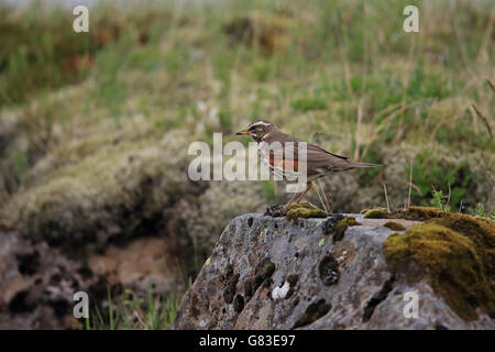 Rotdrossel (Turdus Iliacus Coburni) Stockfoto