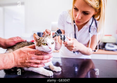 Katze während mit Otoskop Untersuchung im Tierspital. Stockfoto