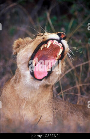 Löwin Gähnen, Krüger Nationalpark, Südafrika Stockfoto