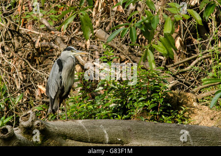 Graureiher (Ardea Cineria) Stockfoto