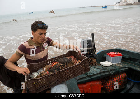 Ein Fischer bringt seinen frischen Fang an Land in Tifnit Strand in der Nähe von Agadir, Marokko. Stockfoto