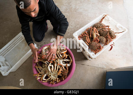 Arbeiter kaufen und verkaufen frische Meeresfrüchte und Fisch auf einer Auktion in Tifnit, in der Nähe von Agadir in Marokko. Stockfoto