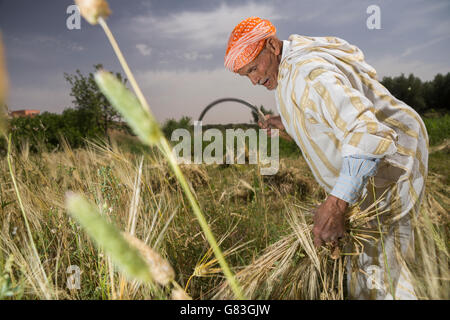 Ein Landwirt erntet Weizen im Douraine Perimeter in Chichaoua SPR, Marokko. Stockfoto