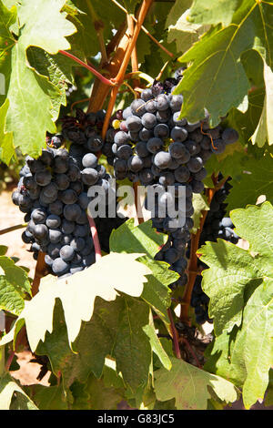 Tempranillo-Trauben am Rebstock fast reif für die Ernte in La Rioja. Stockfoto