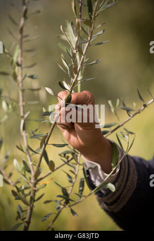 Ein Bauer inspiziert eine Olive Bäumchen S'Hak in Zentralmarokko. Stockfoto