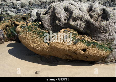 Kolonie der segmentierten Würmer bilden eine Wabe aus Sand und Muschelstücke am Strand auf der Gower, Swansea, Wales Stockfoto