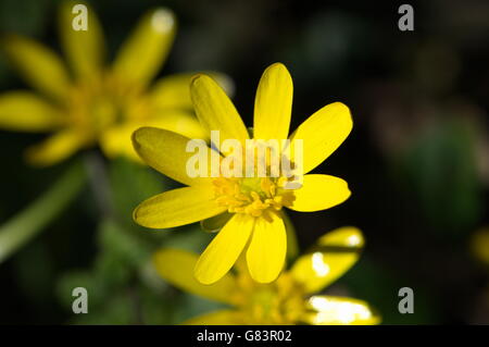 Weniger Celandines schmücken die Pfade der Gower Stockfoto