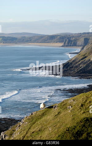 Einsame Schafe steht auf grasbewachsenen Surf ausgekleidet Klippen oberhalb eines Strandes mit Landzunge und die Wälder von Oxwich Bay in Ferne Stockfoto