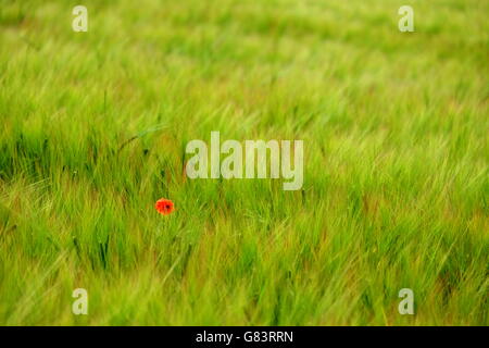 Eine einzelne Mohnblume in einem Feld von Gerste Stockfoto