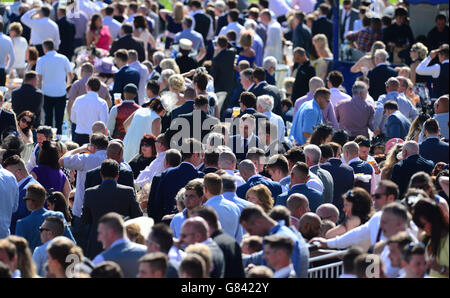 Pferd - John Smith Northumberland Platte Regattatag - Newcastle Racecourse Stockfoto