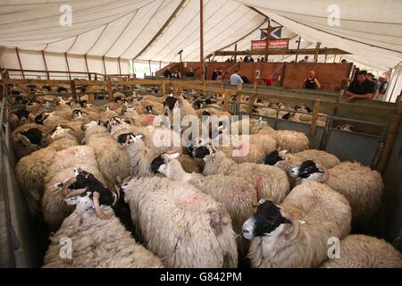 Lochearnhead Scheren Stockfoto