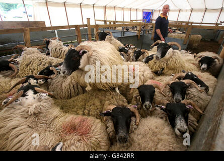 Schafe werden in den Hintergrund versetzt, um beim Lochearnhead Shears Event in Zentralschottland im West End von Lochearn geschert zu werden, wo Schafscheren aus der ganzen Welt um den schottischen Blackface Shearing Champion-Titel kämpfen. Stockfoto