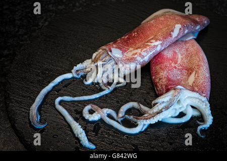 Rohe Tintenfische auf schwarzem Teller, bereit für das Kochen Stockfoto
