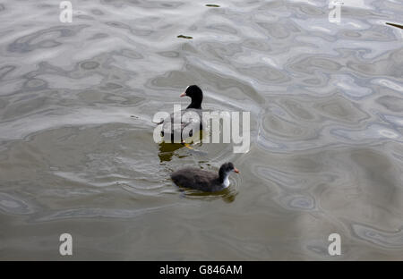 Schwarz / weiß-Enten im Wasser Stockfoto