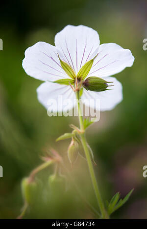 Weiße Hardy Geranium im Sommer Sonnenlicht Leuchten. Feinen Äderungen in den Blütenblättern. Stockfoto