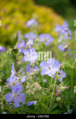 Blass blau Geranium Pratense im Sommergarten. Stockfoto