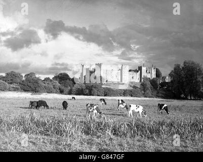 Rinder weiden auf den Wiesen unterhalb des alten Framlingham Castle. Die Festung wurde 1650 zu einer Muschel reduziert. Stockfoto