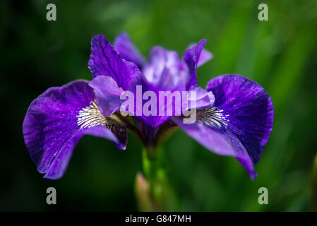 Reiche lila Iris Sibirica Blüte gesehen Nahaufnahme. Stockfoto