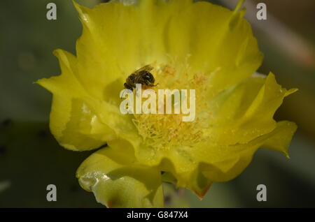 Prickly Pear Cactus Flower mit Biene Stockfoto