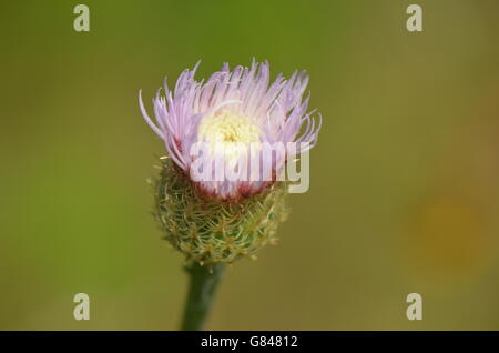 Amerikanische Korb Blume (Centaurea Americana) Bud Anfang zu öffnen Stockfoto