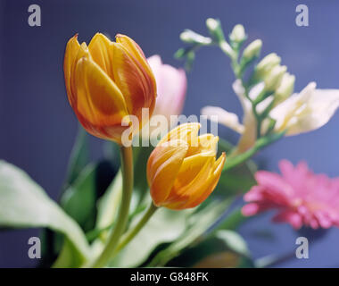 Blumen, Farbe, bunte Sortimente. Stockfoto