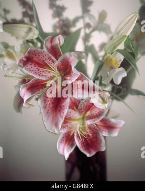 Blumen, Farbe, bunte Sortimente. Stockfoto