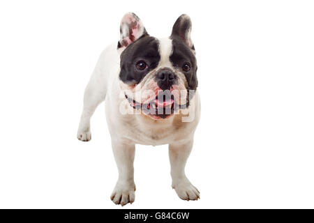 Französische Bulldogge Welpen posiert vor einem weißen Hintergrund isoliert Stockfoto