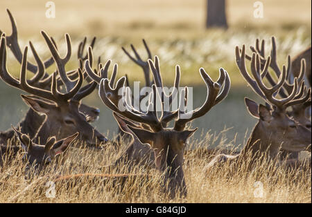 Rote Hirsche (Cervus Elaphus) ruht in der lange Wiese, im samt Geweih. Stockfoto