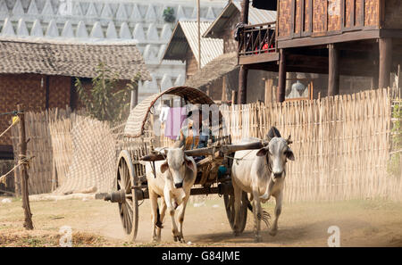 Mann im Wagen, gezogen von Ochsen, Myanmar Reisen Stockfoto